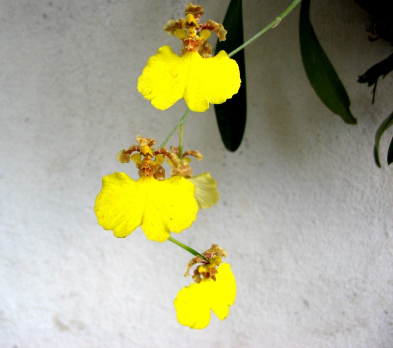 Orqudeas