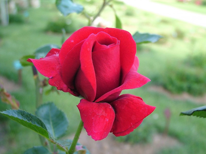 rosa