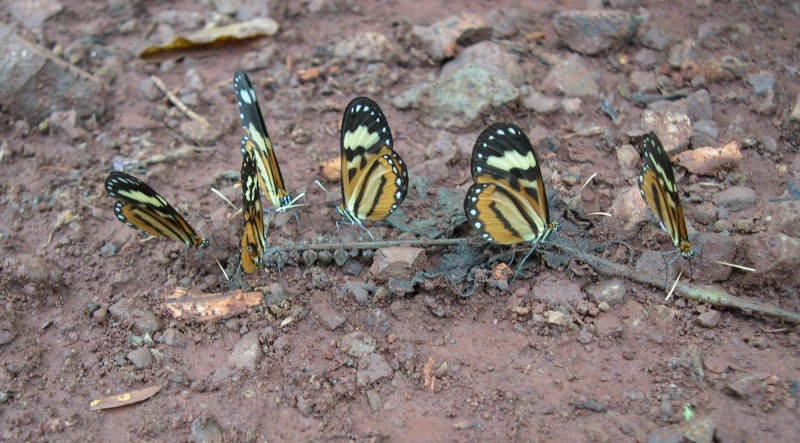 Mariposas