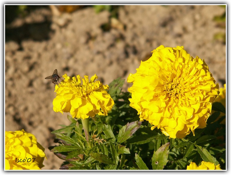 Mosca en flor amarilla