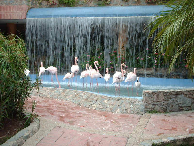 Flamingos