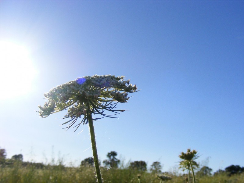 La flor que quiso ser rbol