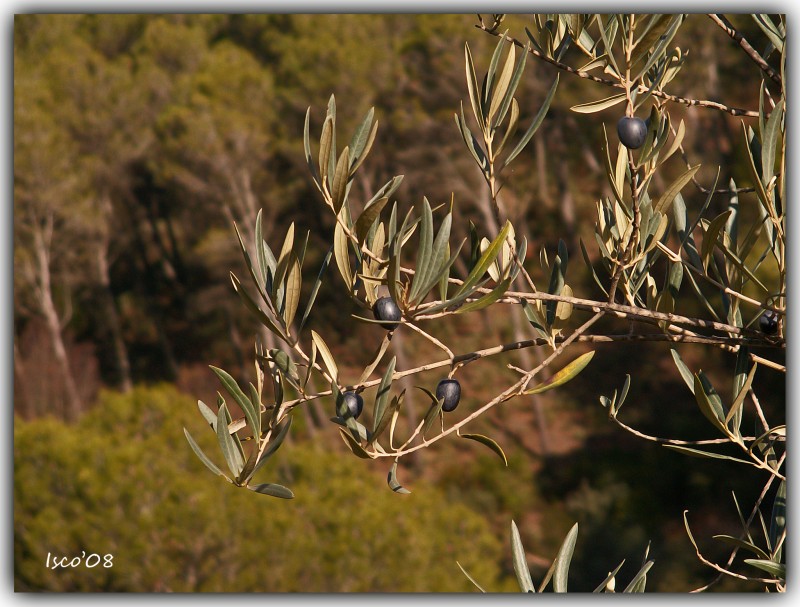 Aceitunas