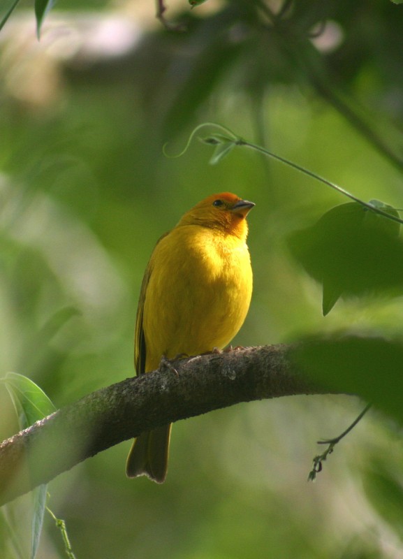 Canario