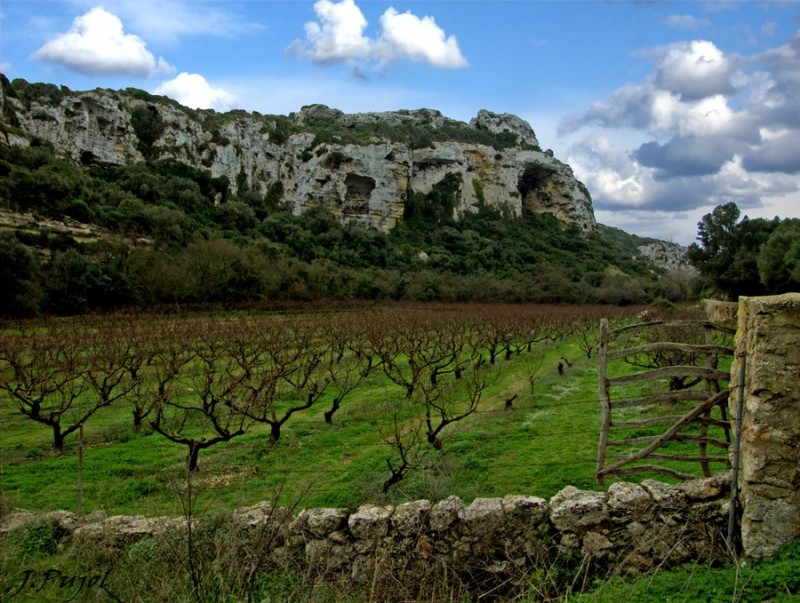 rboles frutales(podados)