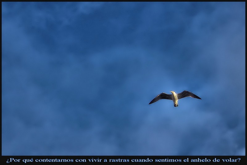 anhelo