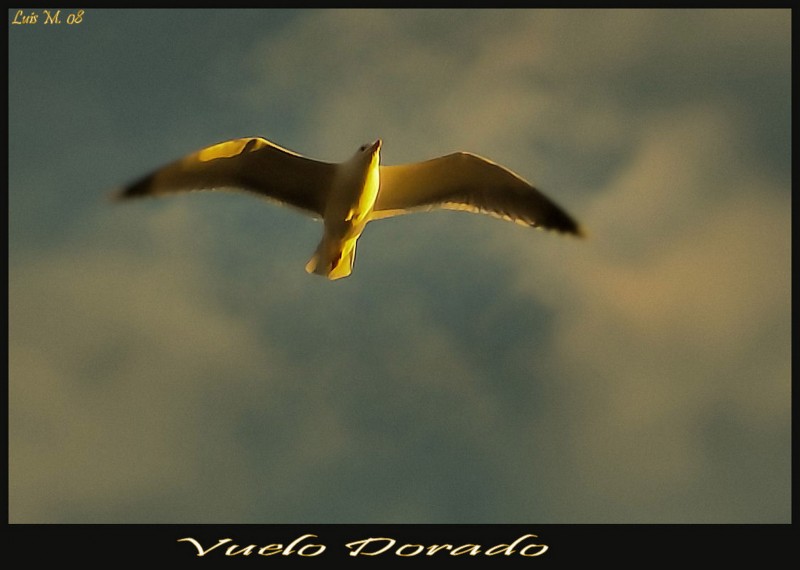 Vuelo Dorado