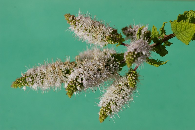 Hierbabuena florecida