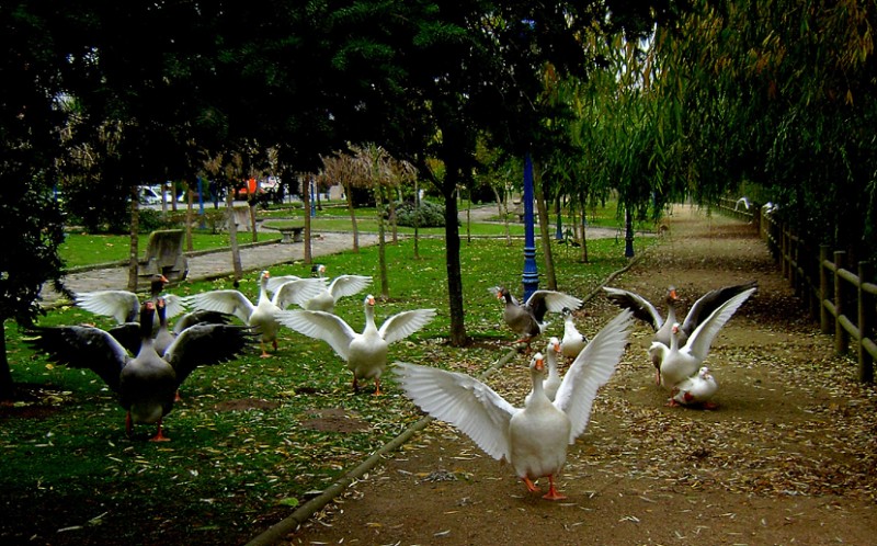 Con las alas al viento