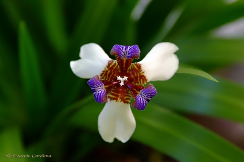 Flor de un da