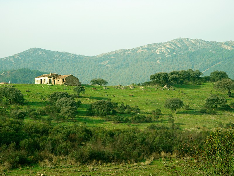 verdes campos