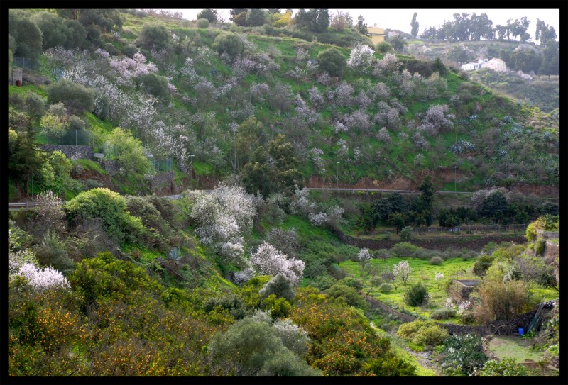 almendros