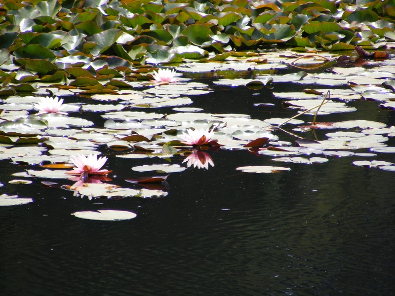 Reflejo de un Nenufar