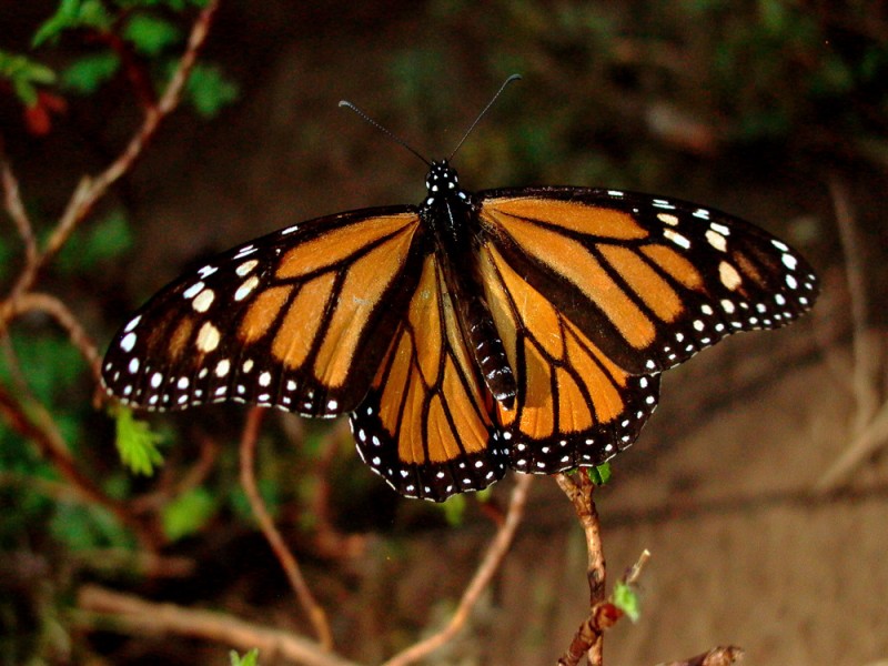 Mariposa Monarca