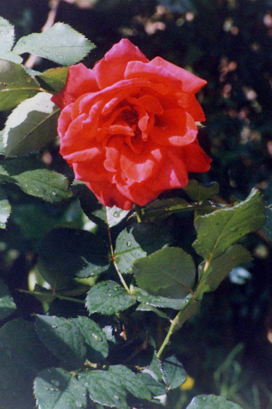 Mi Rosa