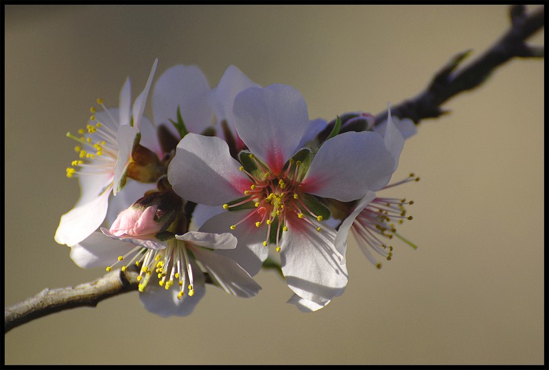 Flor del Almendro