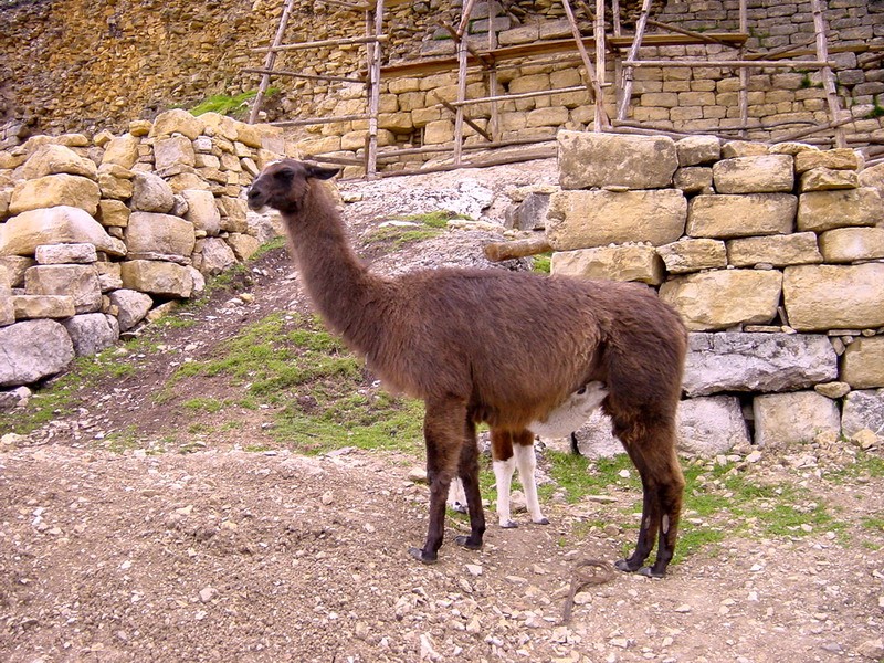 Mama llama