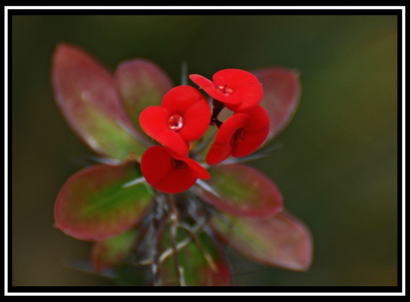 Flor de la espina