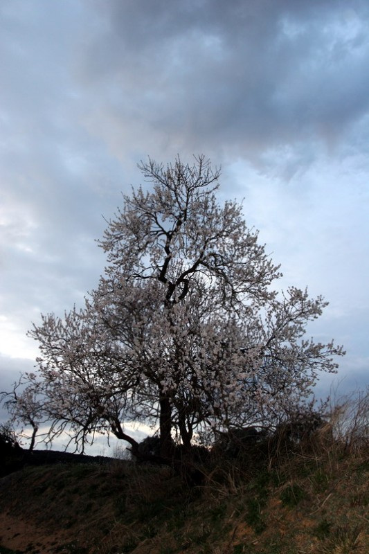 Almendro en flor