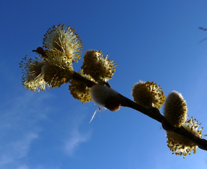 primavera hivernal?