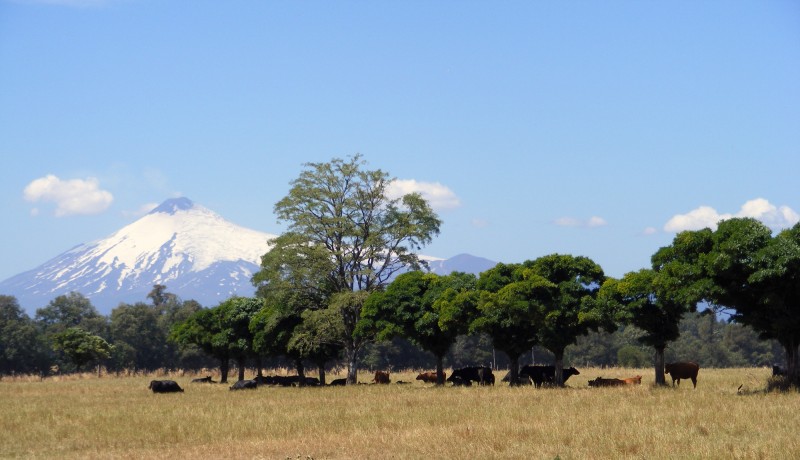 De cara al Volcan