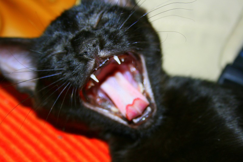 Bostezo felino.