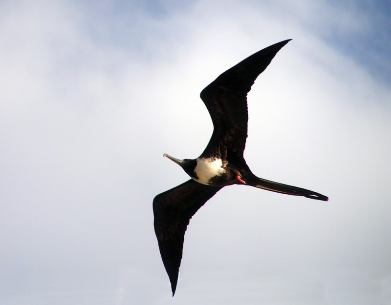 Juan Salvador Gaviota