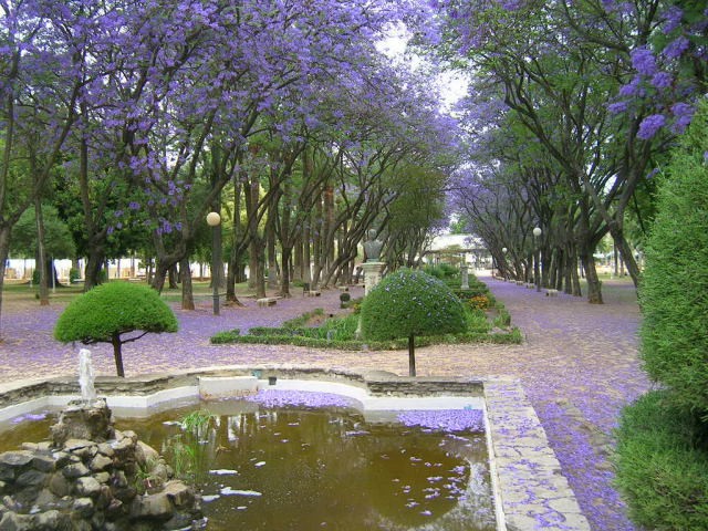 Jacarandas en flor