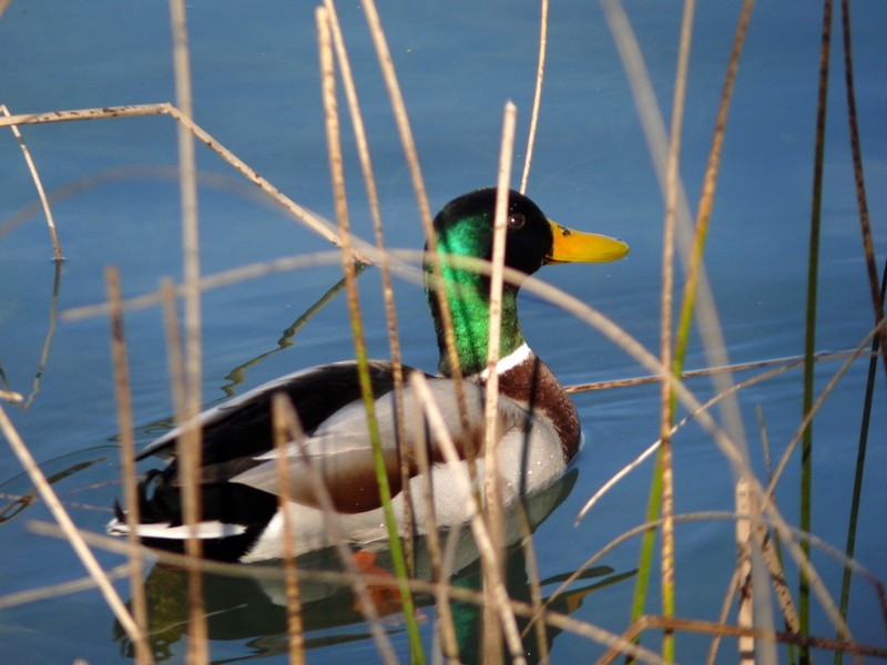 pato de cuello verde