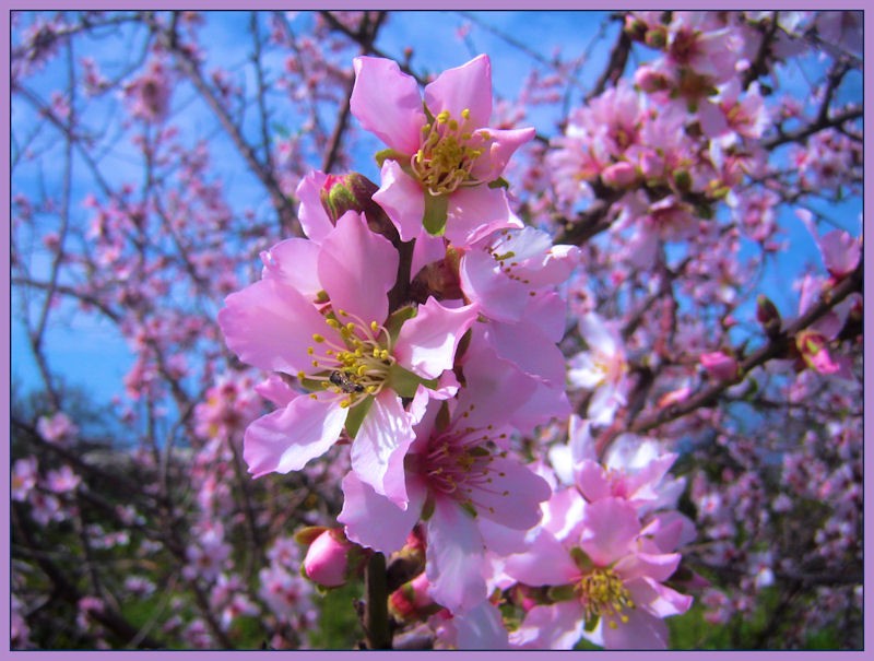 Aunque le arranques los ptalos, no quitars su belleza a la flor.