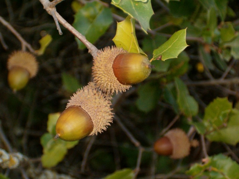 Tus mejores frutos