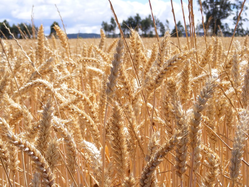 Agricultura es Vida