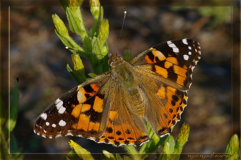 Danaus plexippus