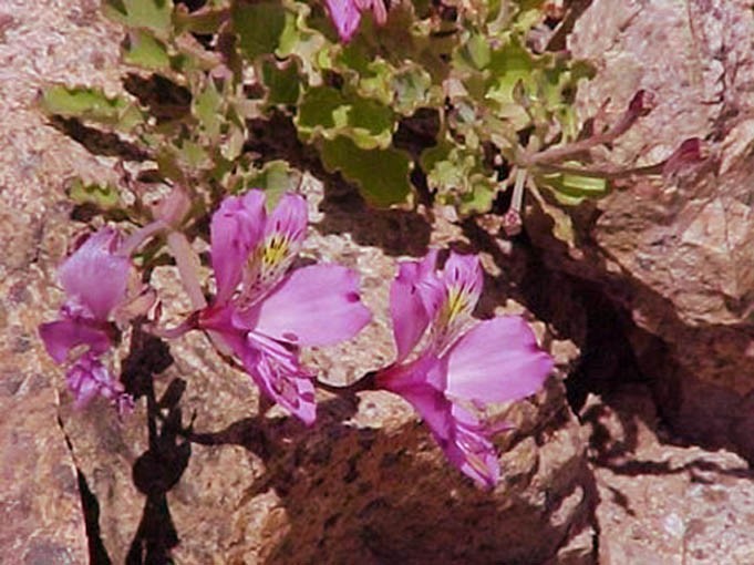 Alstroemeria Ligtu