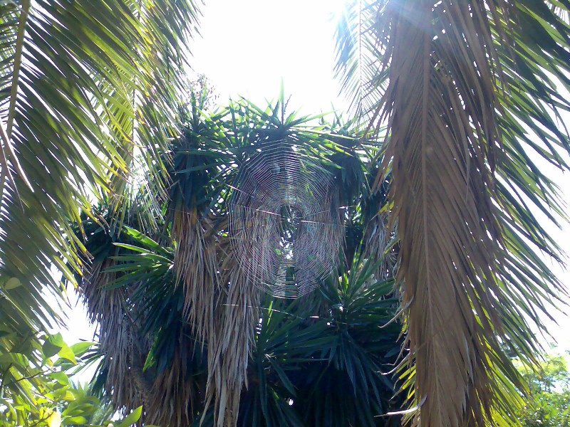 el telar d la naturaleza