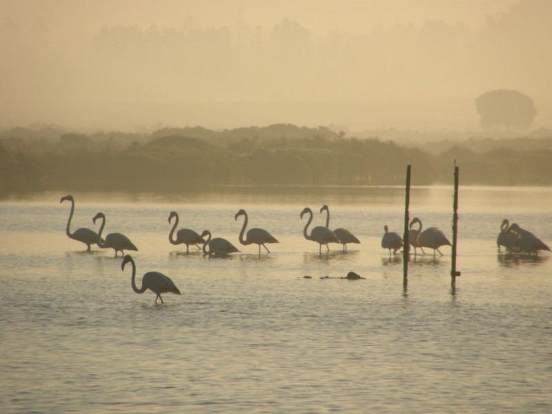 Al amanecer en la Bahia