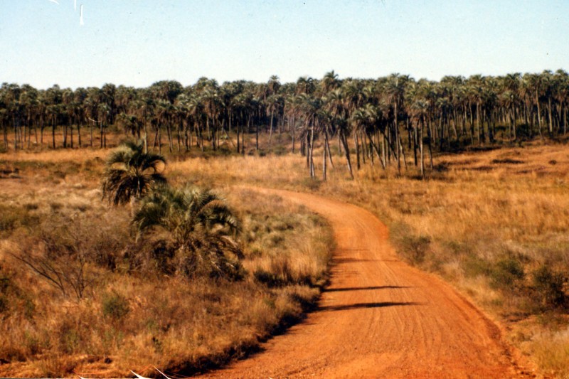 Parque Nacional El Palmar