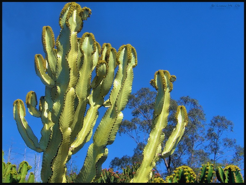 ...en el Cactus park.