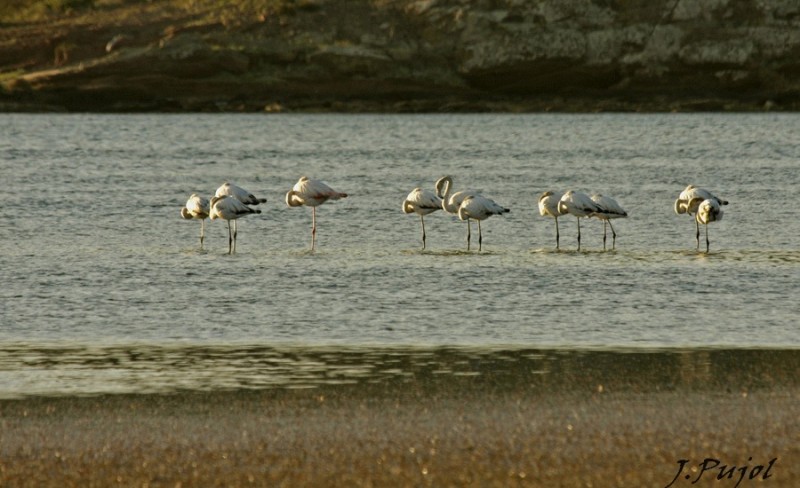 Y a lo lejos...flamencos