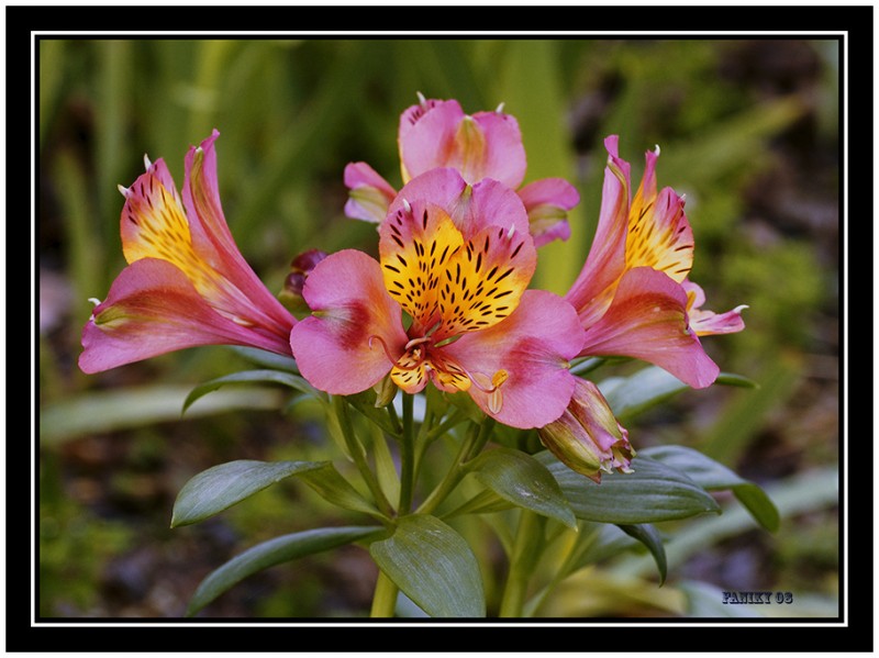 Una flor para quien le guste