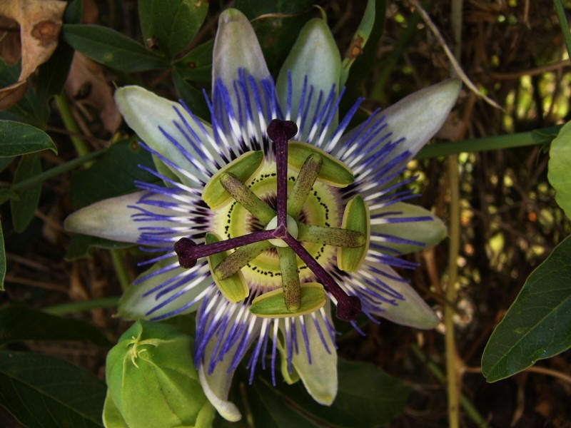 Passionaria caerulea (para oscarindelosbosques)