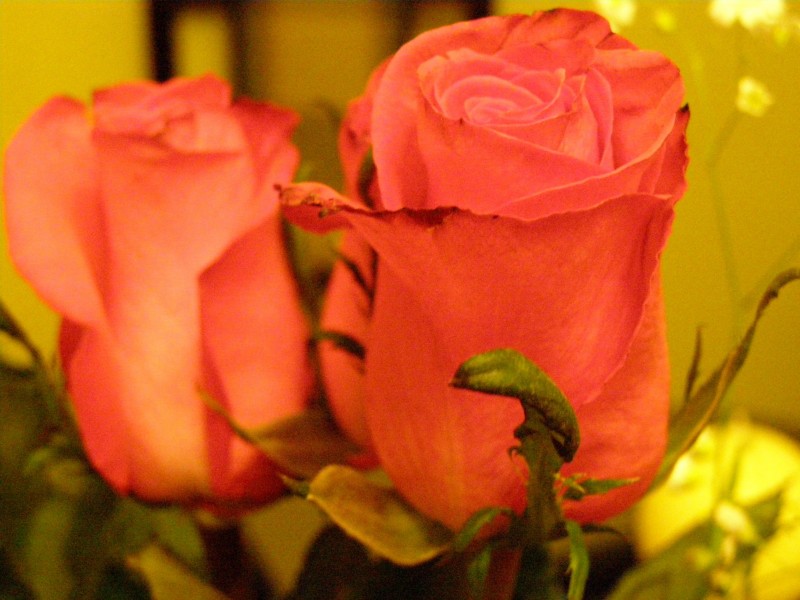 Rosas