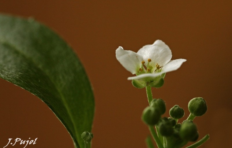 Hoja y flor