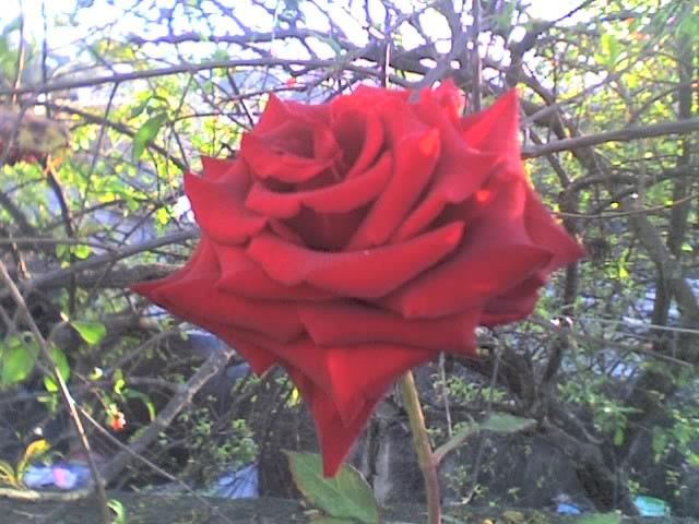 Rosa Roja Terciopelo
