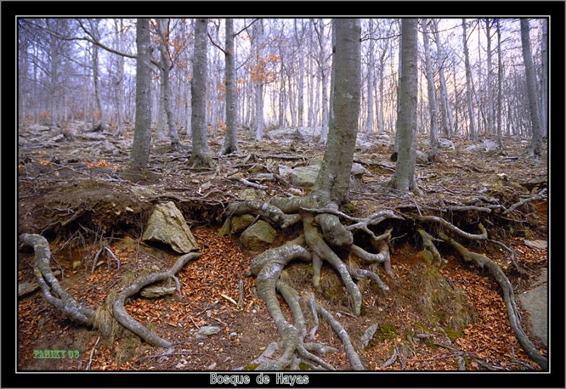 La vida de un bosque