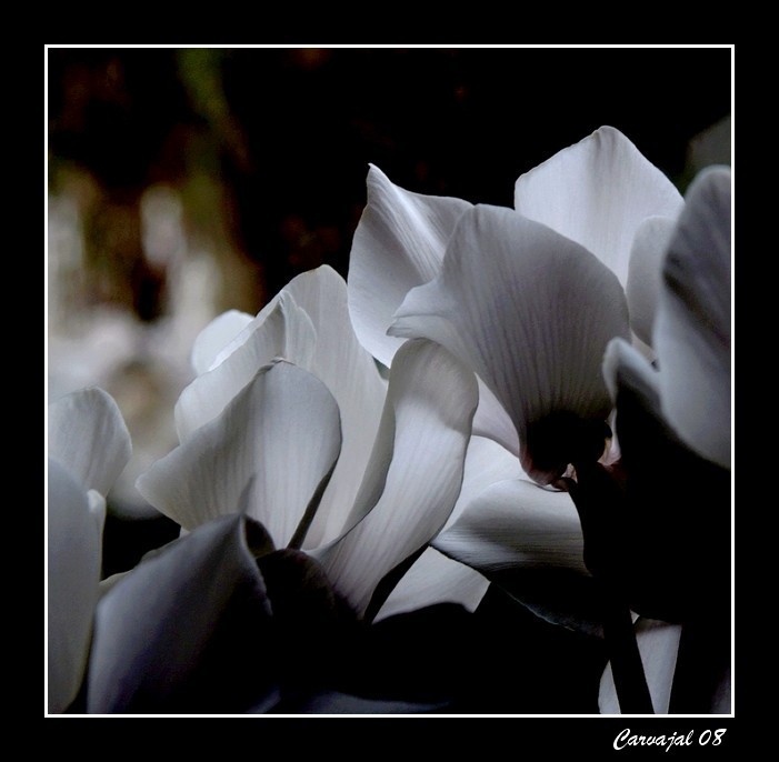 Blancas flores