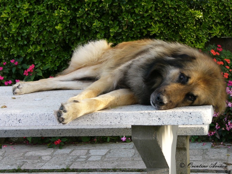 Punto de siesta