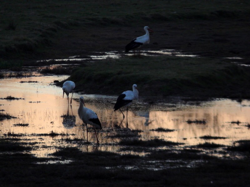 paseando al atardecer