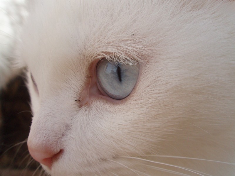 Mirada felina