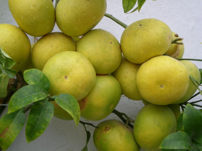 Pomelos